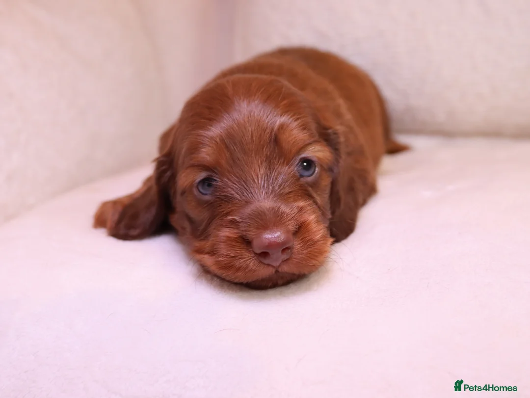 Miniature Dachshund dogs for stud: Silver dapple miniature longhaired dachshund stud in Stowmarket - Advert 18