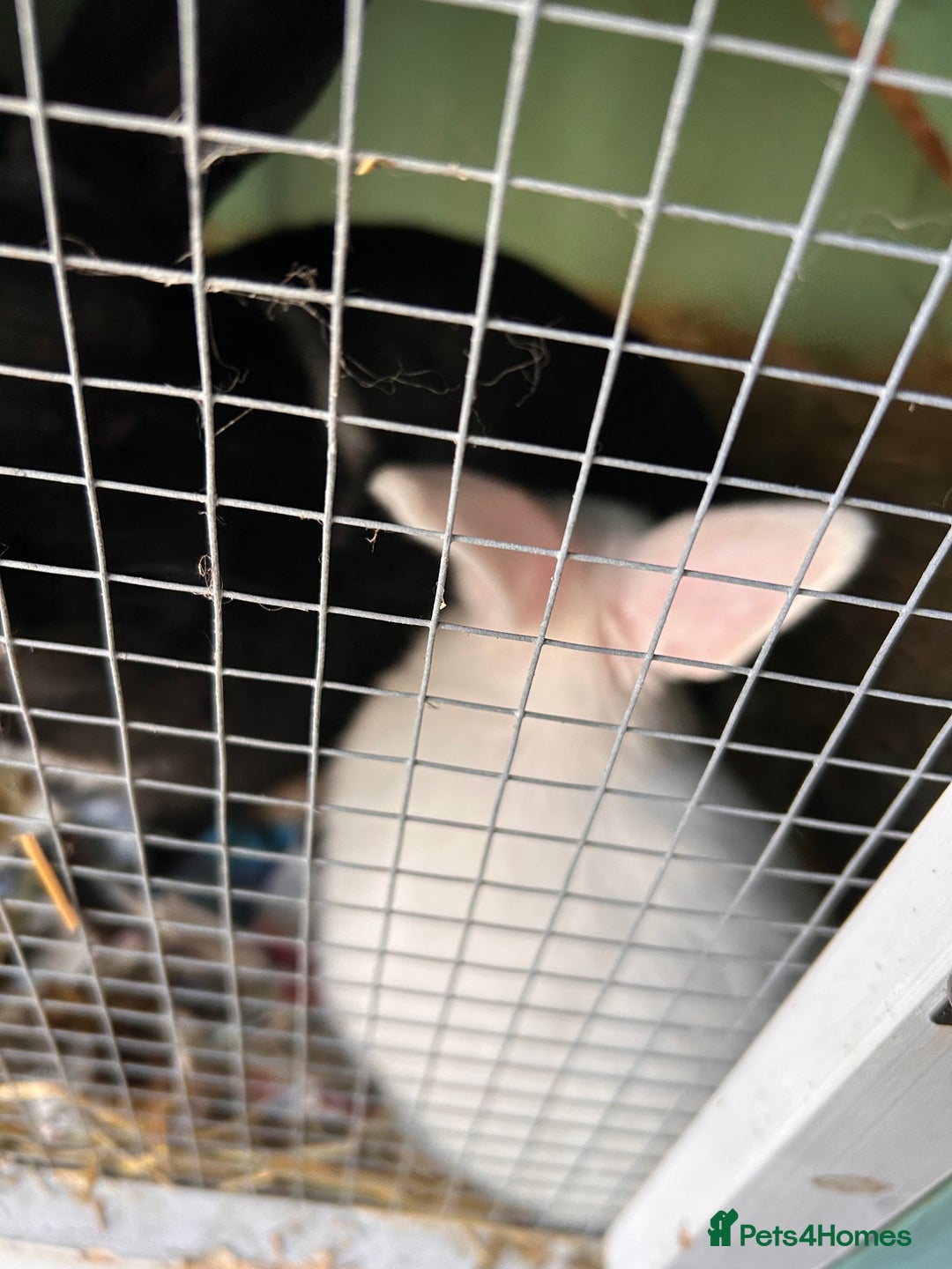 Mixed Breed rabbits for sale: Baby bunnies - Advert 4