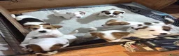 Parson Russell dogs for sale: 5 Parsons Russell's for sale - Advert 1