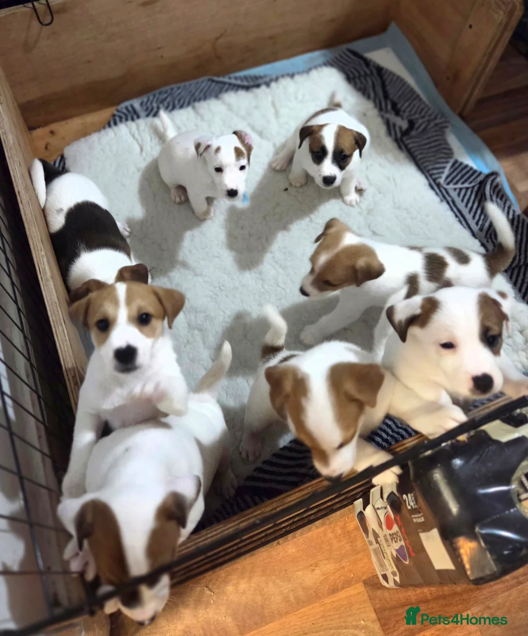 Parson Russell dogs for sale: 5 Parsons Russell's for sale - Advert 1