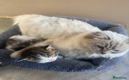 RagaMuffin cats for sale: Beautiful ragdoll x kittens 1 LEFT READY NOW - Image 13