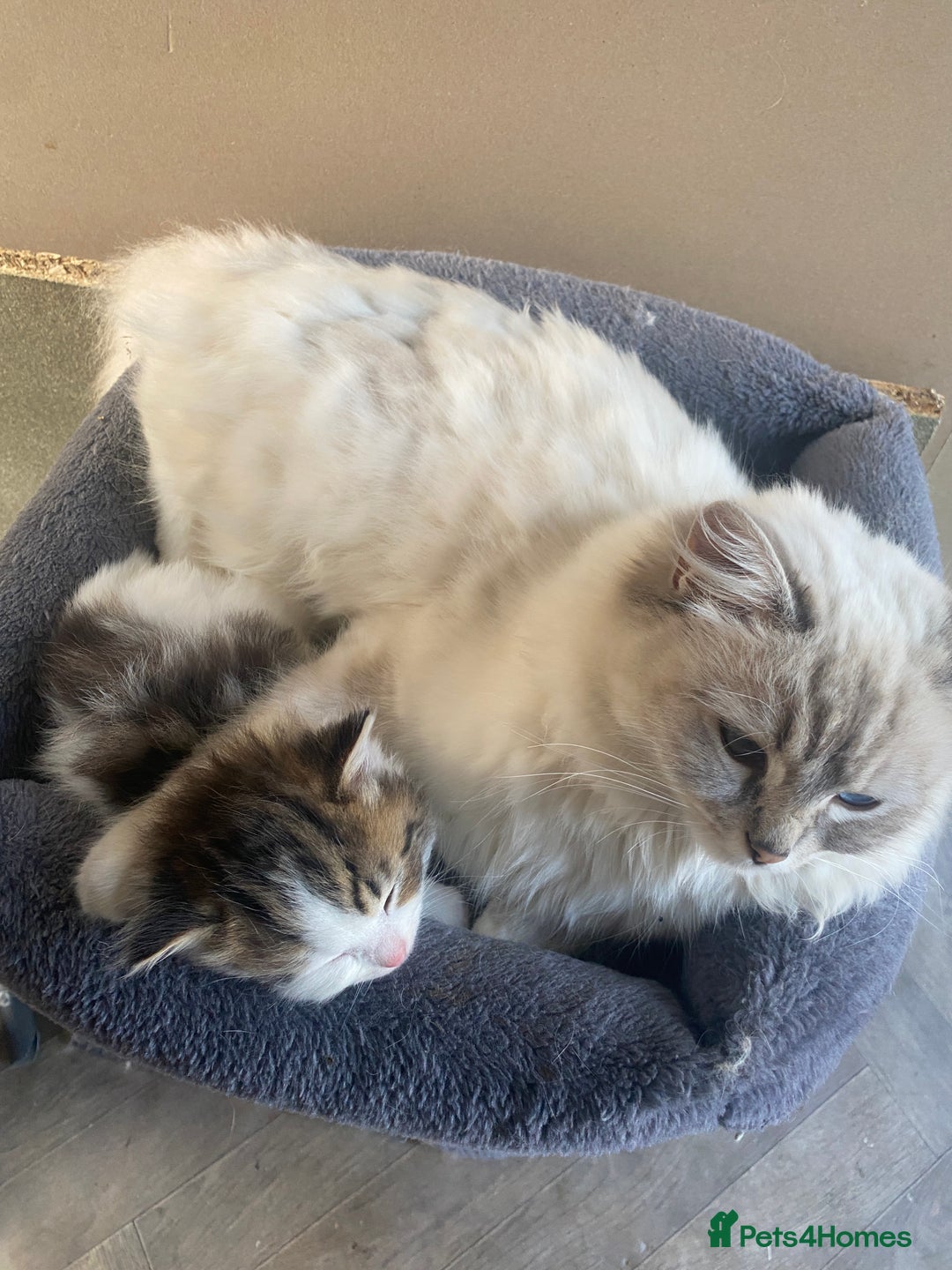 RagaMuffin cats for sale: Beautiful ragdoll x kittens 1 LEFT READY NOW - Image 13