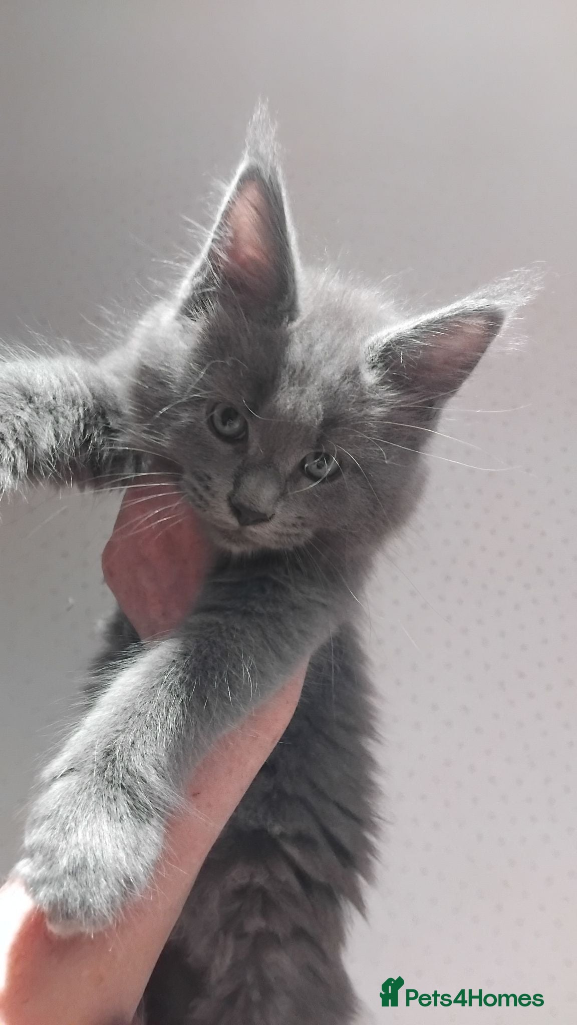 Maine Coon cats Maine coon kittens registed. Black smoke, grey, - Advert 1