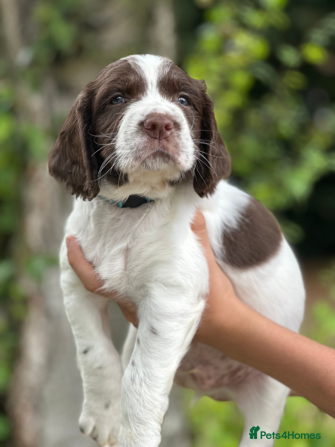 English Springer Spaniel dogs for sale: Springer spaniel puppies  - Image 20