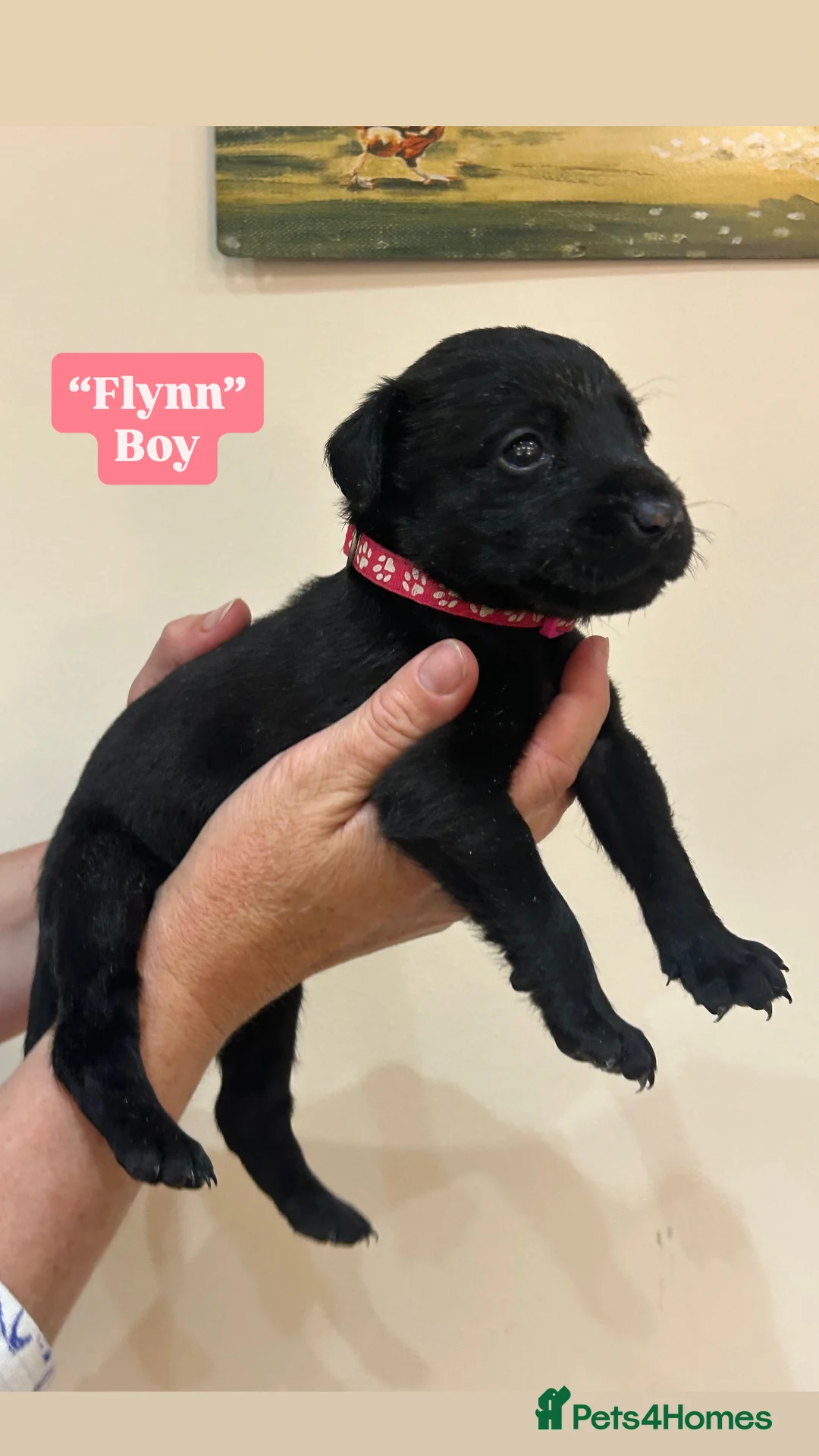Labrador Retriever dogs for sale: READY 11TH JULY KC REG BLACK AND YELLOW LABRADORS - Advert 9