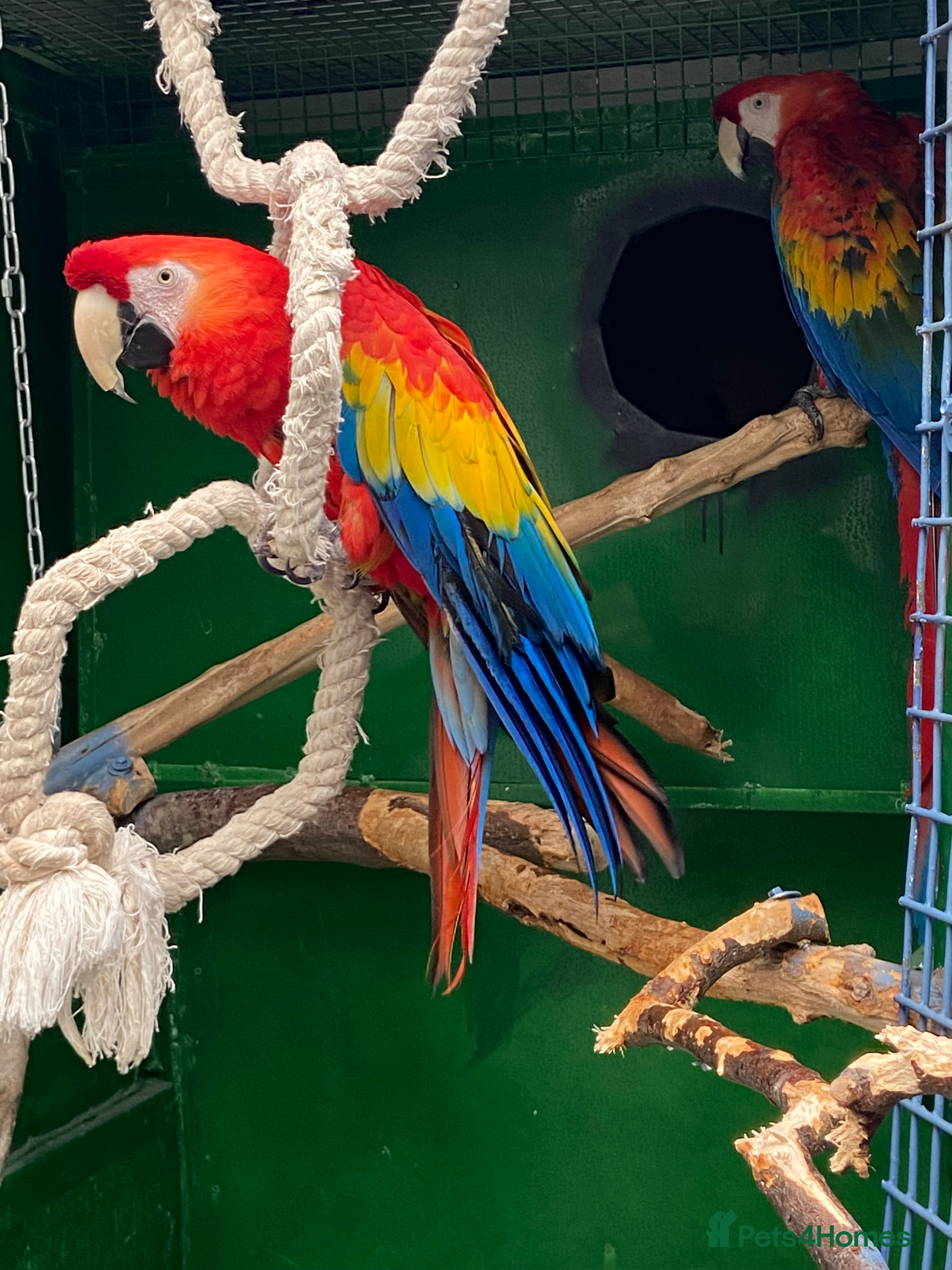 Macaws birds Scarlet pair for sale  - Advert 1