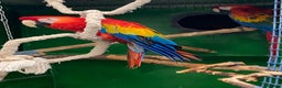 Macaws birds for sale: Scarlet pair for sale  - Advert 1
