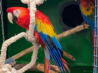 Macaws birds Scarlet pair for sale - Advert 1