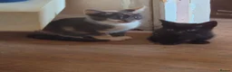 Mixed Breed cats for sale: Half pedigree bambino sphynx half bombay black ! in Tring - Advert 3