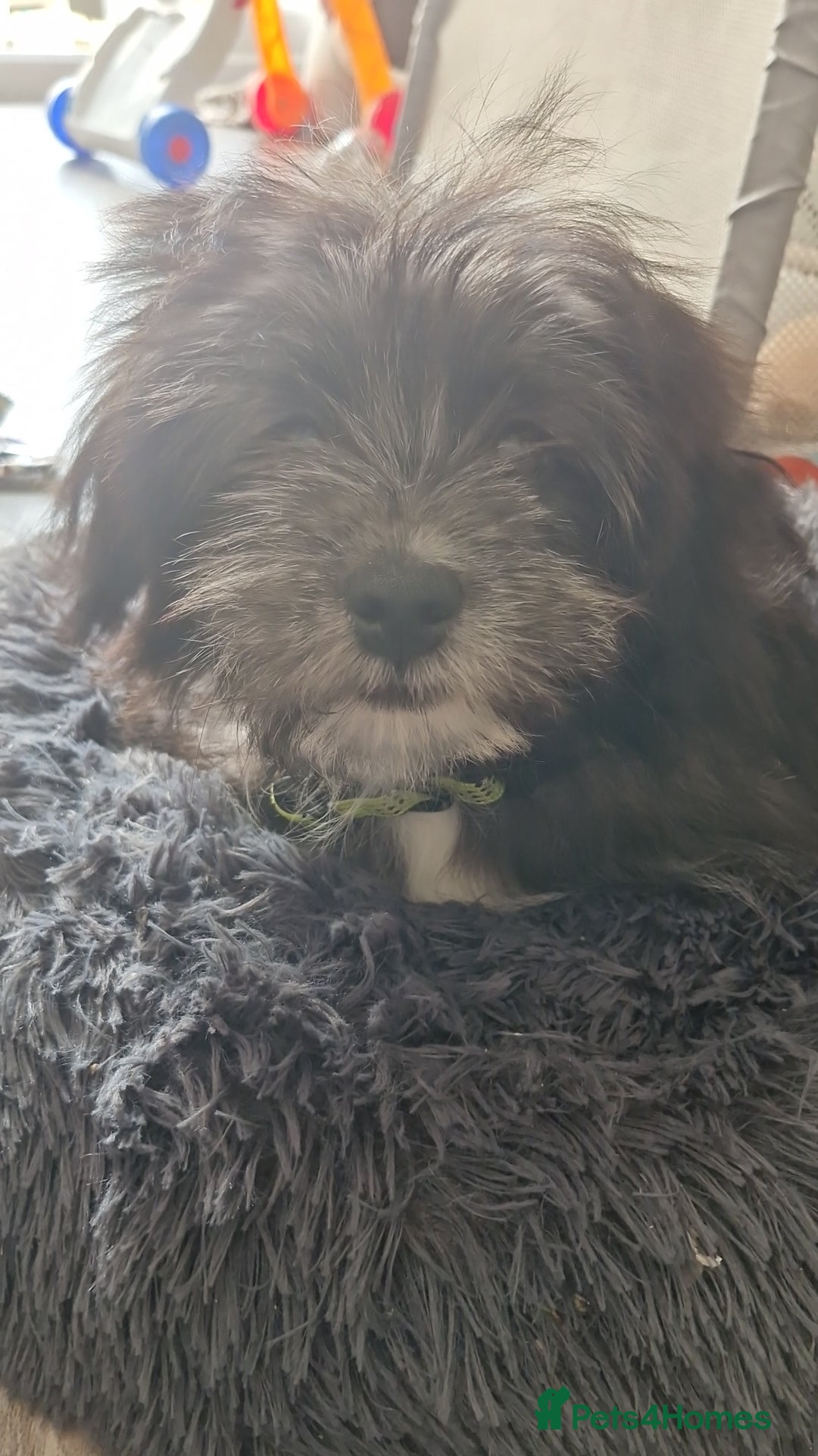 Pomchi dogs for sale: Pomchic pup  - Image 11