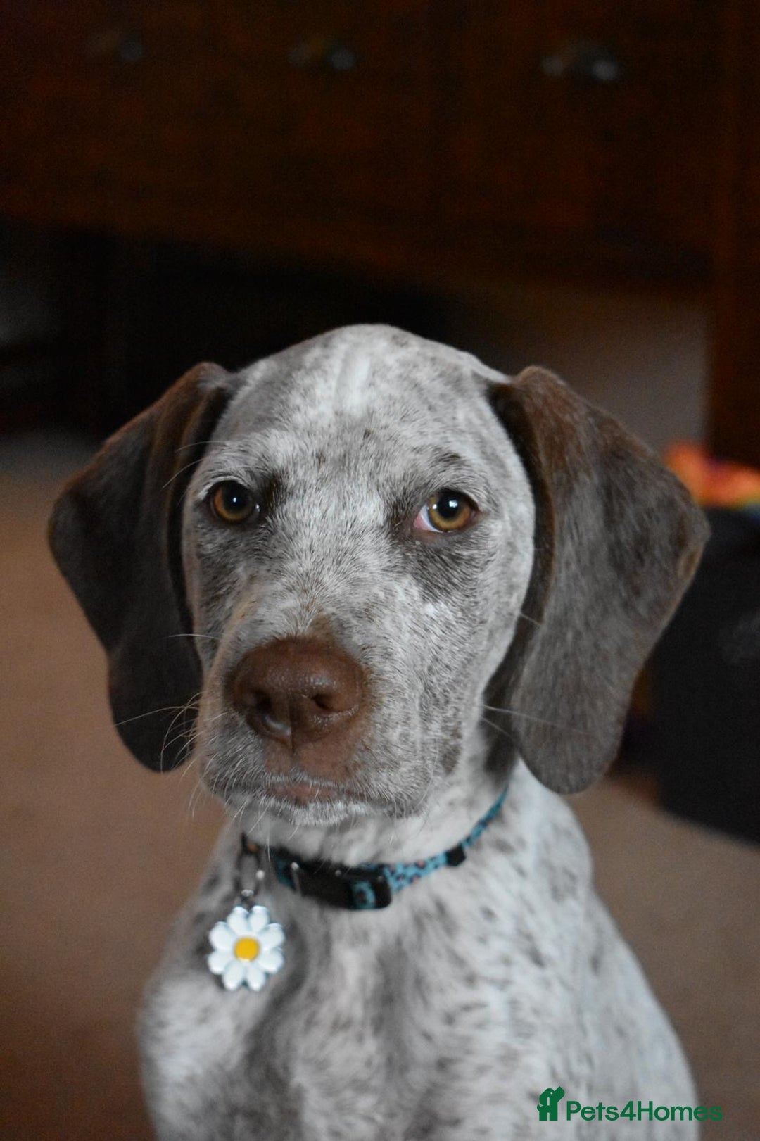 German Shorthaired Pointer dogs for sale: Braque Du Bourbonnais 🇫🇷 French Pointer - Image 9