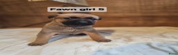 Mixed Breed dogs for sale: German shepard x rottweiler pups - Advert 23