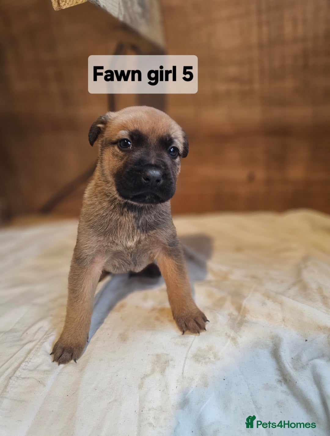 Mixed Breed dogs for sale: German shepard x rottweiler pups - Advert 23