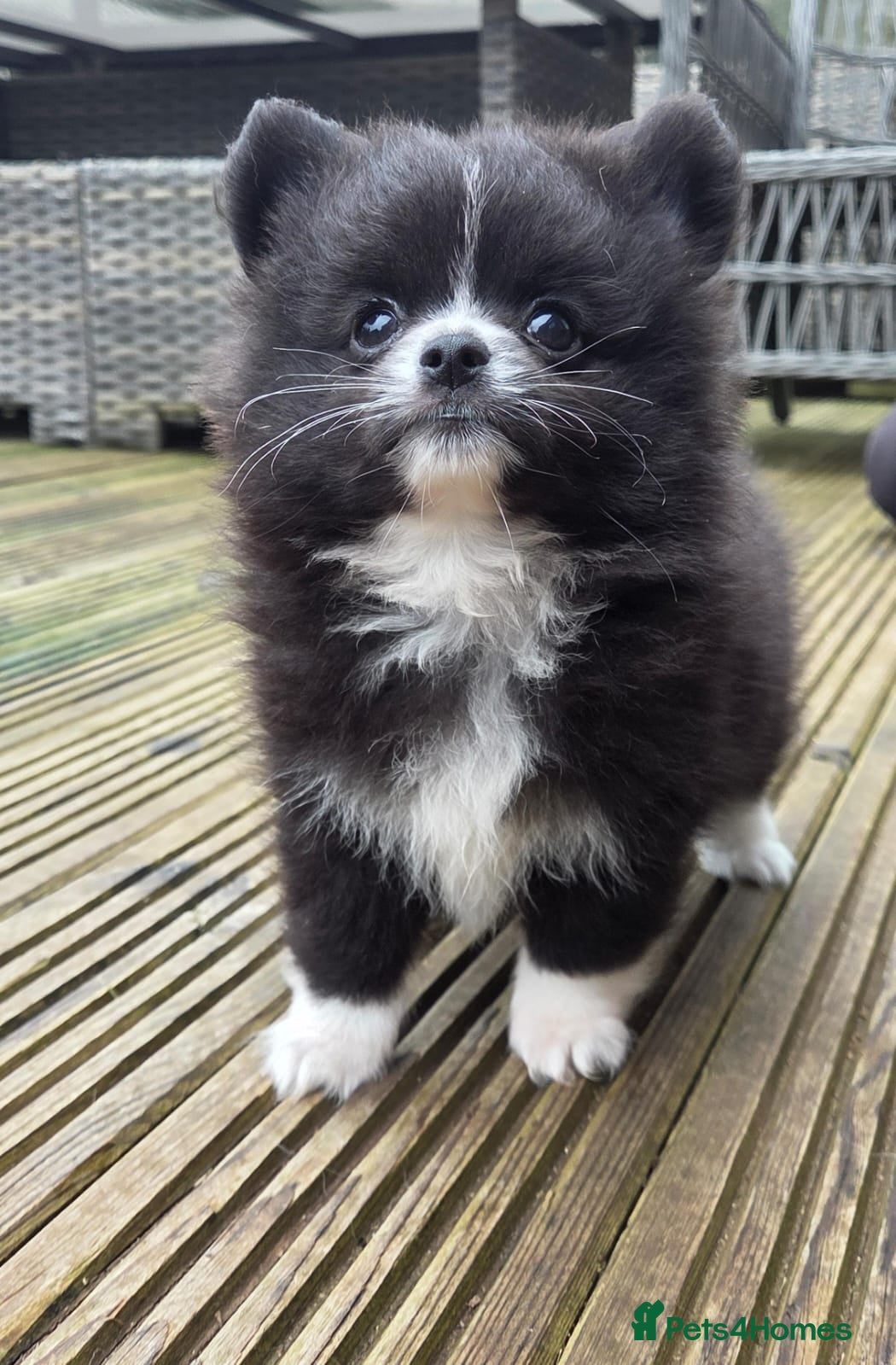 Pomchi dogs 3 Beautiful 3/4 pomeranian 1/4 chihuahua puppies,  - Advert 6