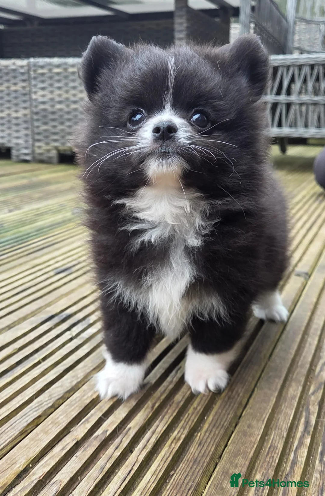 Pomchi dogs for sale: 3 Beautiful 3/4 pomeranian 1/4 chihuahua puppies,  - Advert 1