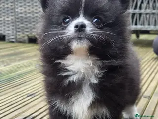 Pomchi dogs 3 Beautiful 3/4 pomeranian 1/4 chihuahua puppies, - Advert 6