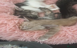 Ragamese cats for sale: Beautiful ragamese/bengal  - Image 1