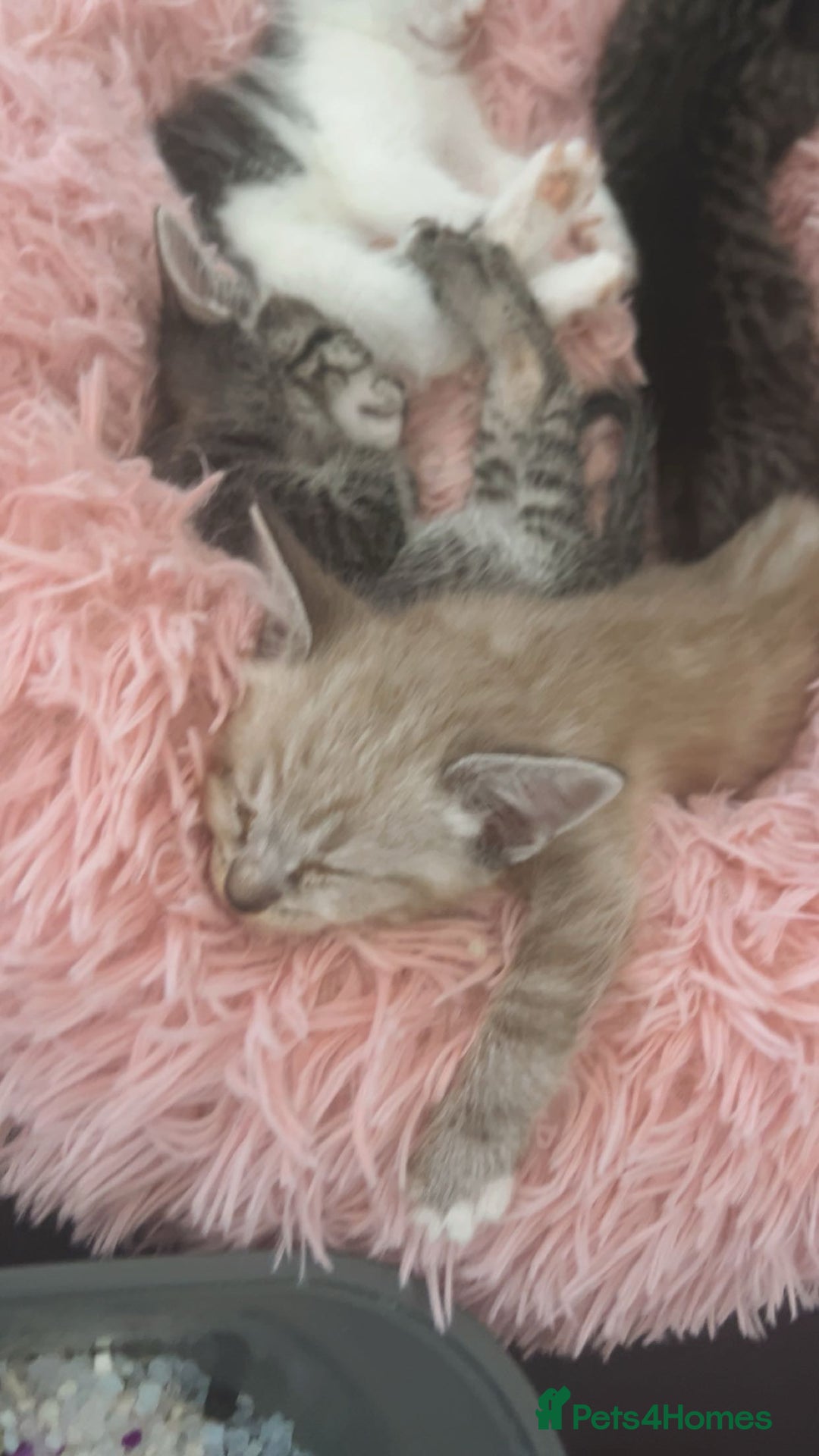 Ragamese cats for sale: Beautiful ragamese/bengal  - Image 1