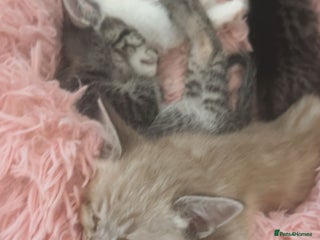 Ragamese cats - Advert 1