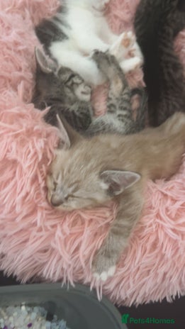 Ragamese cats - Advert 3