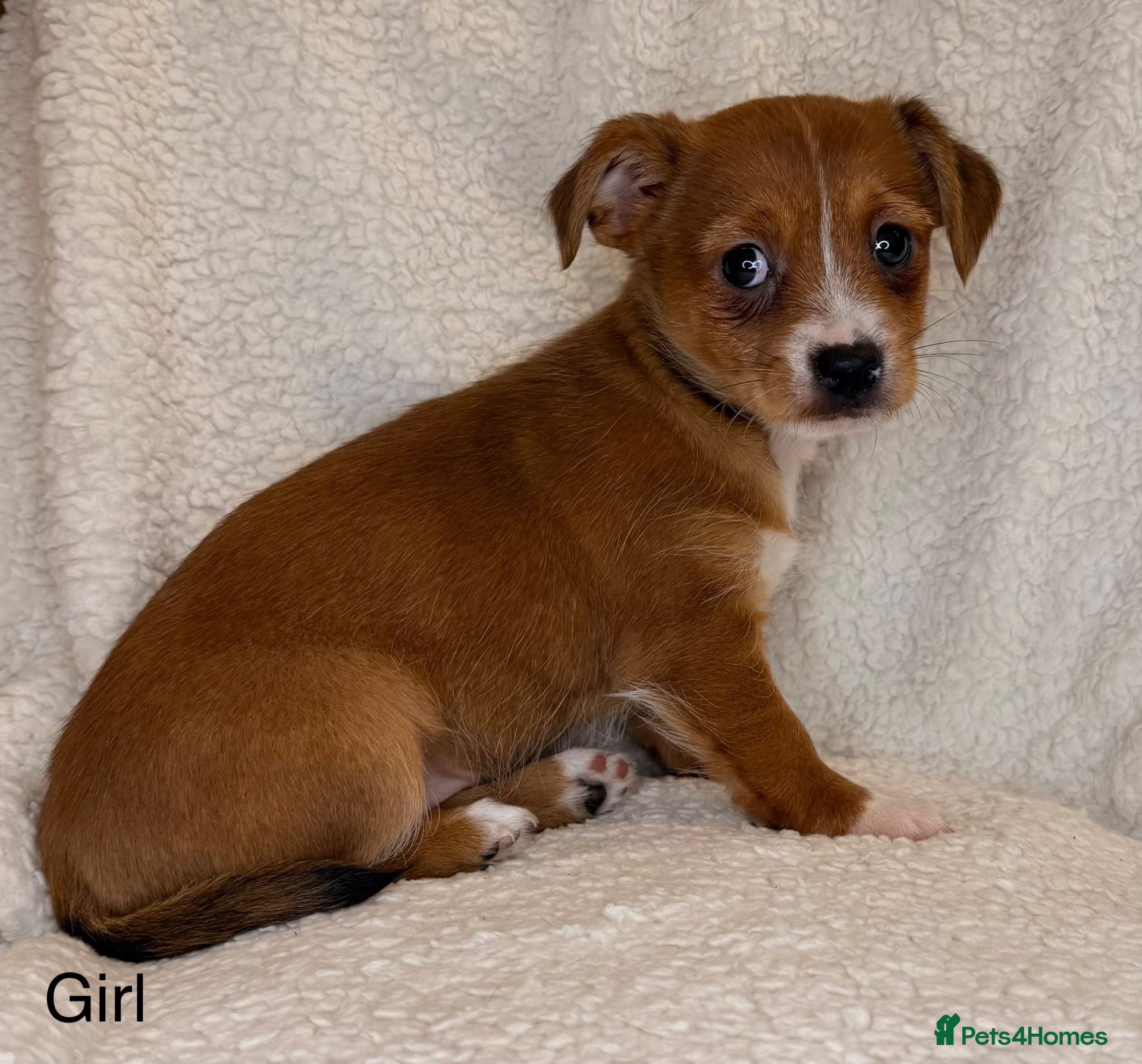 Mixed Breed dogs Jack Russell x terrier  - Advert 1