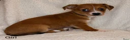 Mixed Breed dogs for sale: Jack Russell x terrier  - Advert 3