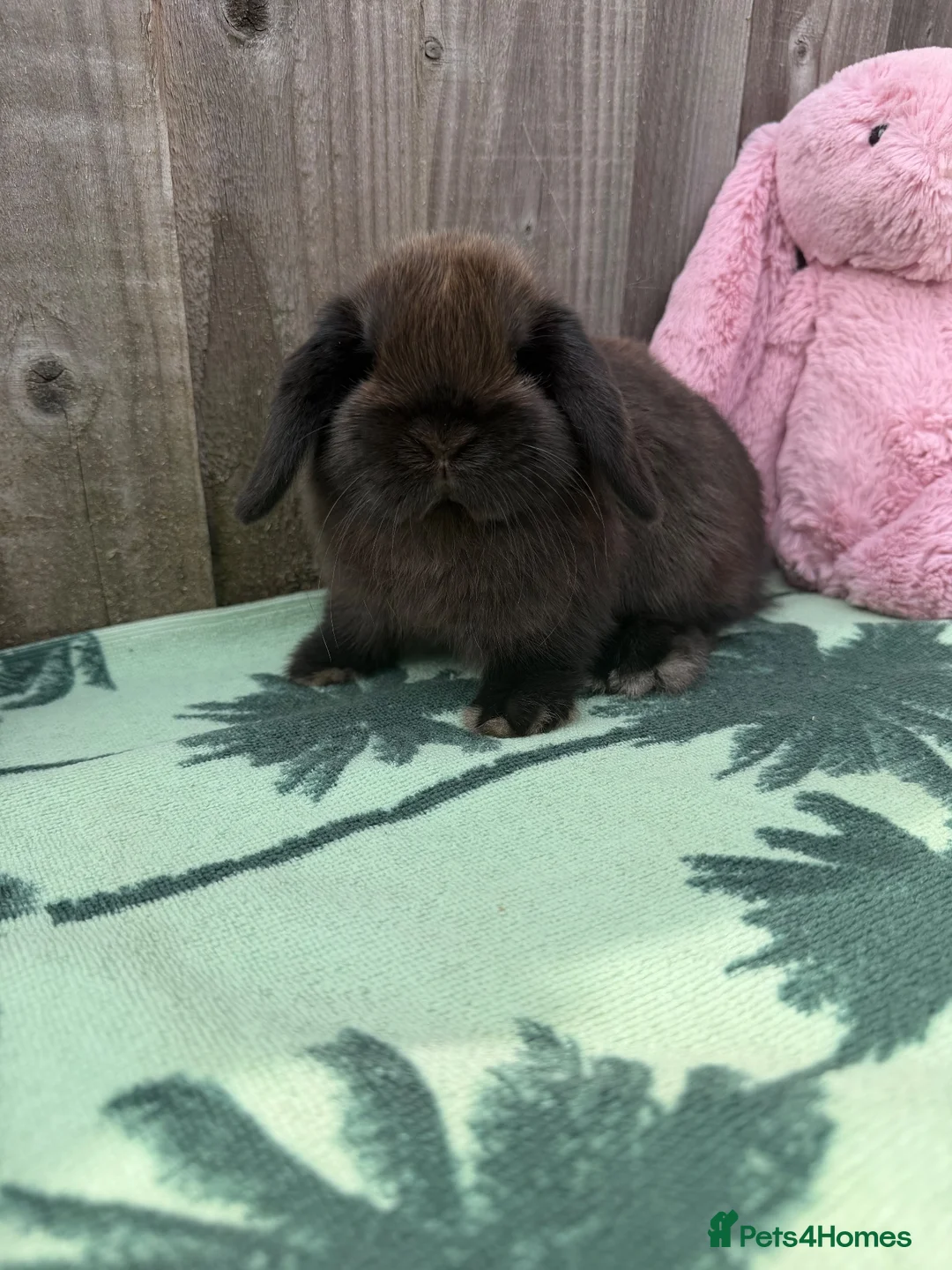 Mini Lop rabbits for sale: 2 Pure bred mini lops ready now - Advert 2