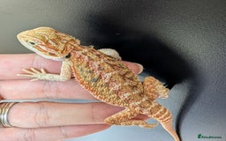 Bearded Dragon reptiles for sale: Baby Bearded Dragons ready now.  - Image 11