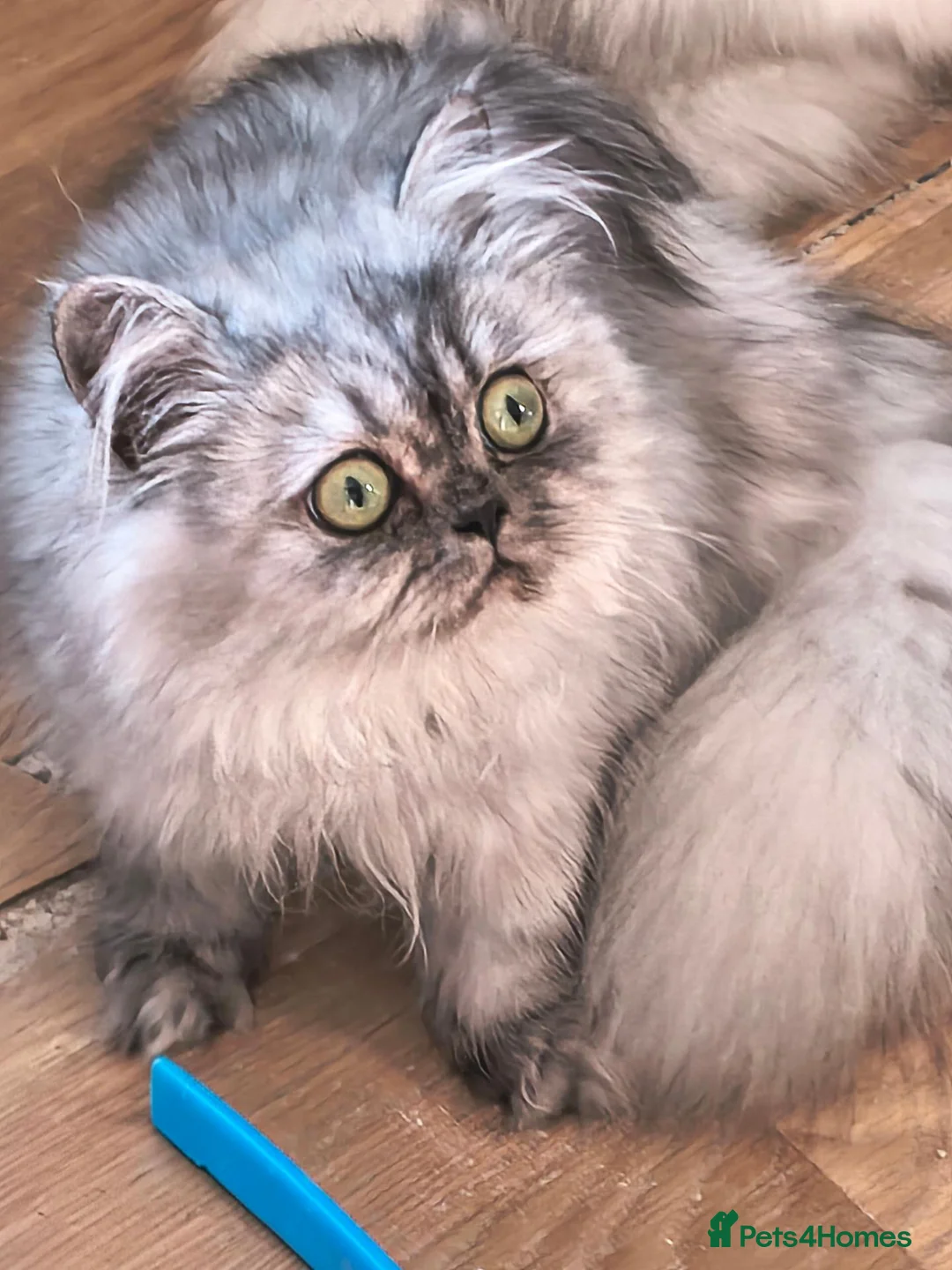Persian cats for sale:  Persian Silver Shaded/Tipped kittens ready now - Advert 1