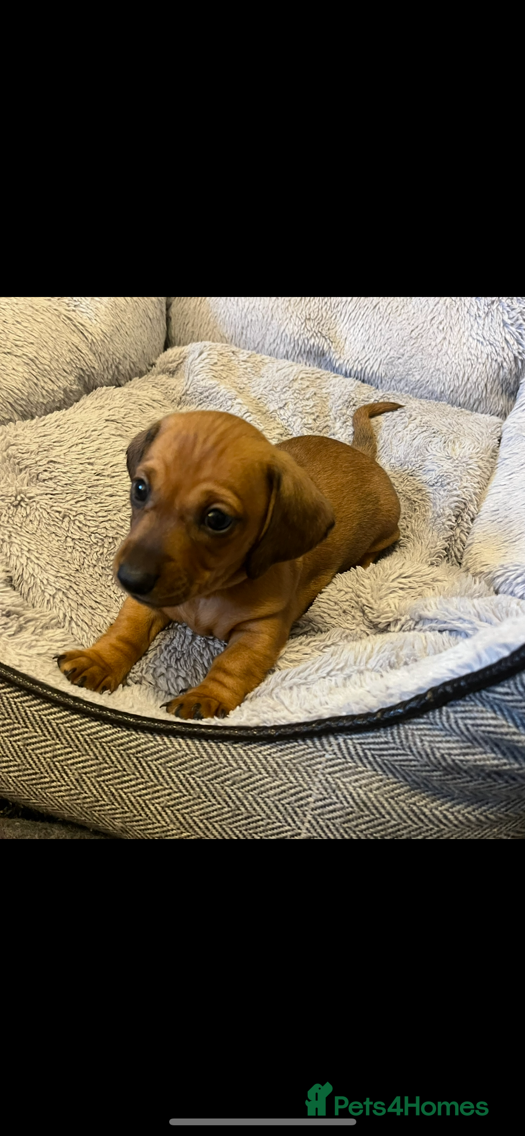 Dachshund dogs for sale: Red dachshund puppies  - Advert 5