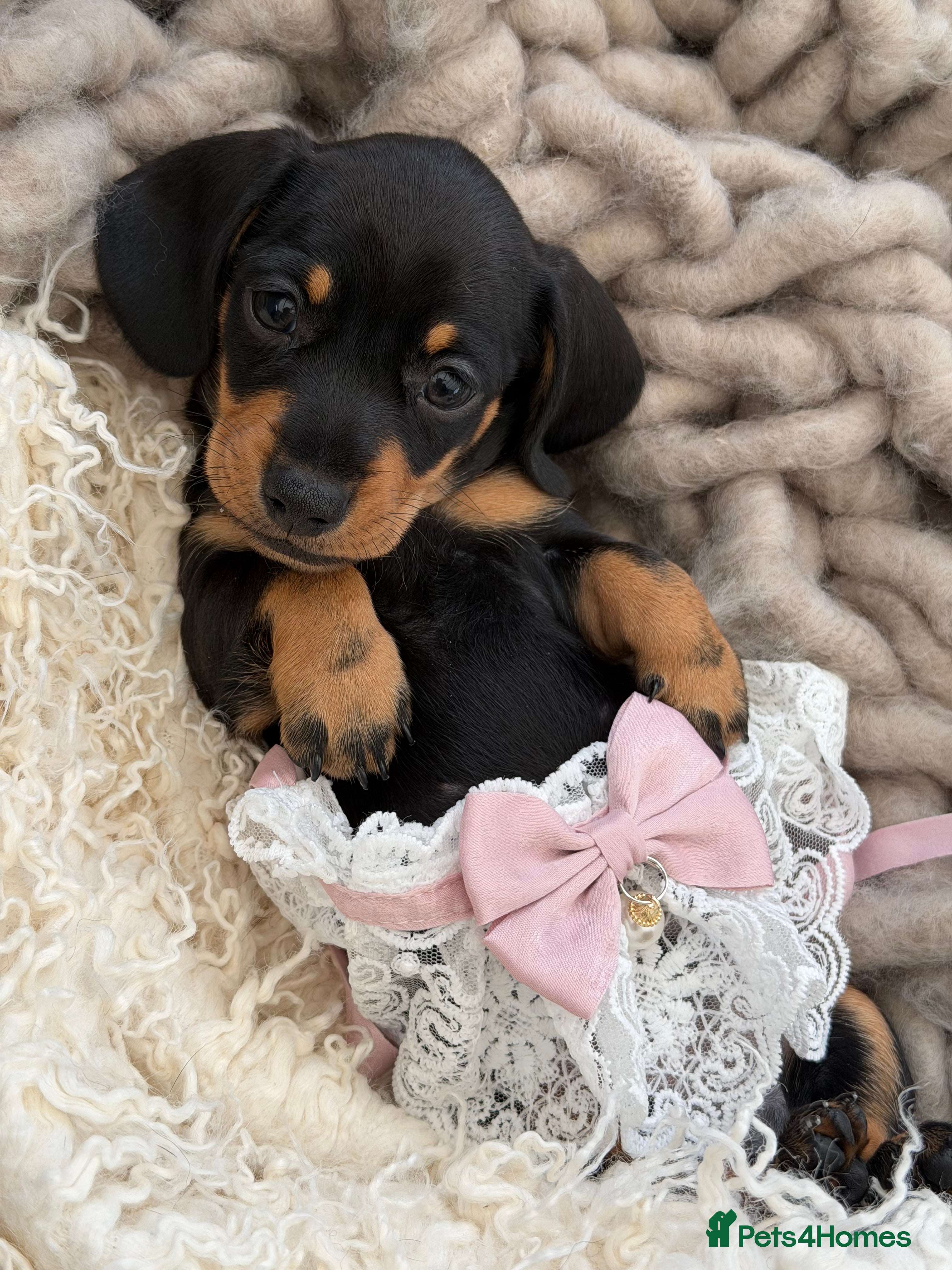 Miniature Dachshund dogs KC Miniature Dachshund Puppies - Advert 10