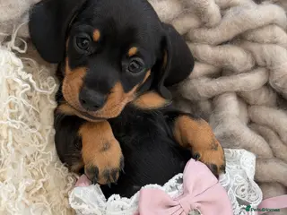 Miniature Dachshund dogs KC Miniature Dachshund Puppies - Advert 10