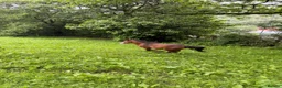 Welsh Section A horses for sale: Section A stallion  in Ebbw Vale - Advert 6