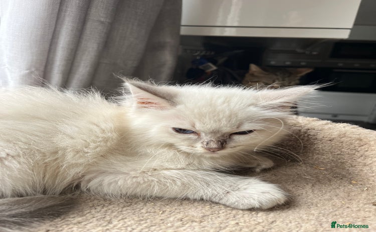 Ragdoll cats Gccf ragdoll kittens  - Advert 16