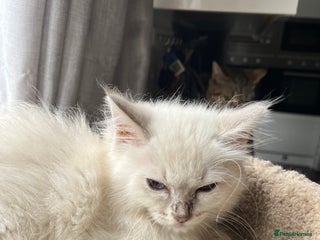 Ragdoll cats Gccf ragdoll kittens - Advert 6