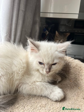 Ragdoll cats Gccf ragdoll kittens - Advert 13