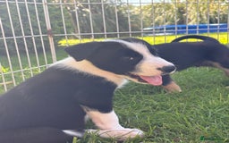 Mixed Breed dogs for sale: 6 collie cross kelpie pups  - Image 13
