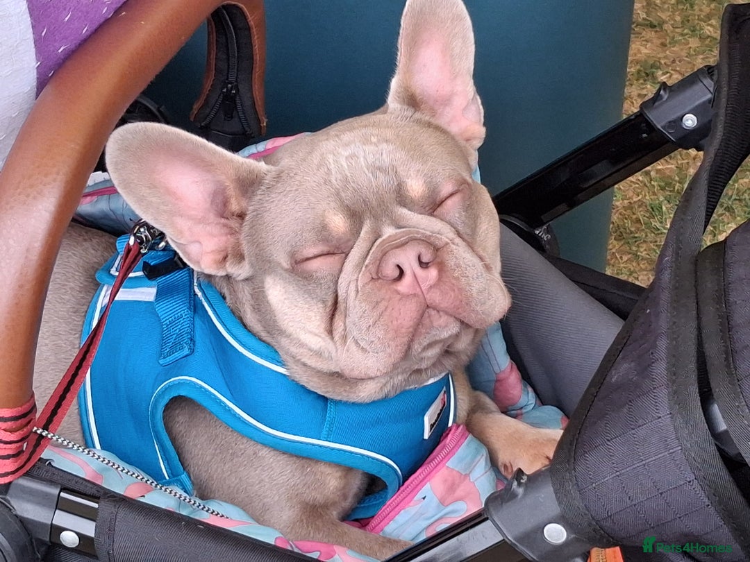 French Bulldog dogs for sale: Bruno  - Image 7