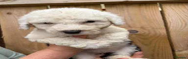Old English Sheepdog 7
