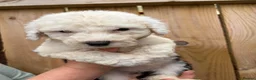 Old English Sheepdog dogs for sale: Kc Registered Old English Sheepdogs  - Advert 5