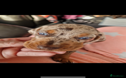 Miniature Dachshund dogs for stud: Miniature Dachshund - Stud - Image 7