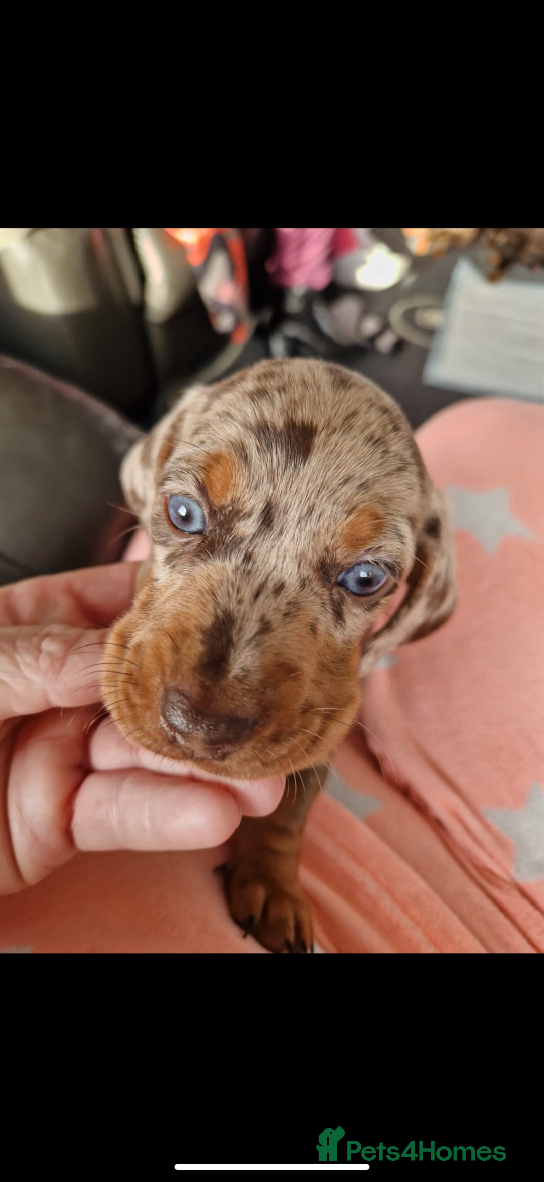 Miniature Dachshund dogs for stud: Miniature Dachshund - Stud - Image 7