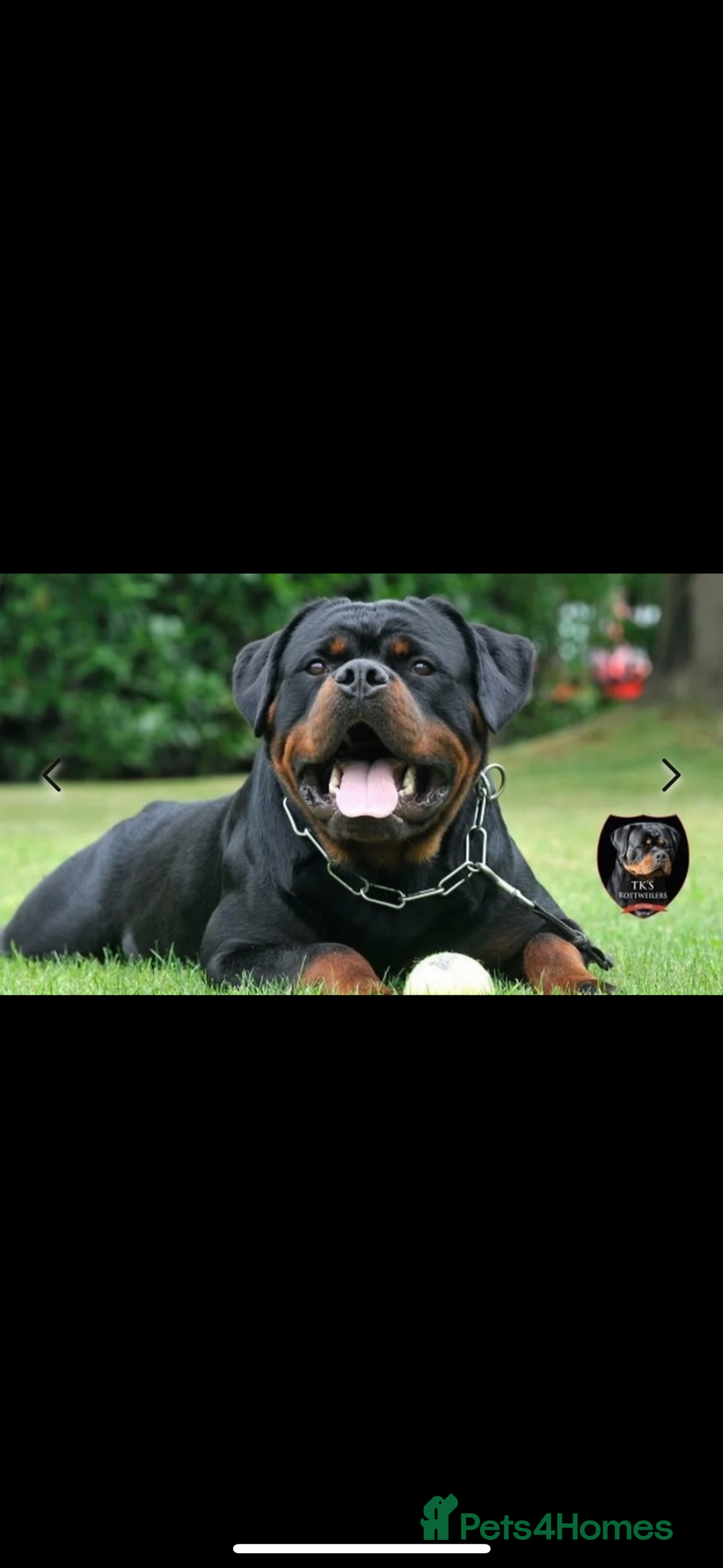 Rottweiler dogs for sale: KC Rottweiler puppies  - Advert 26