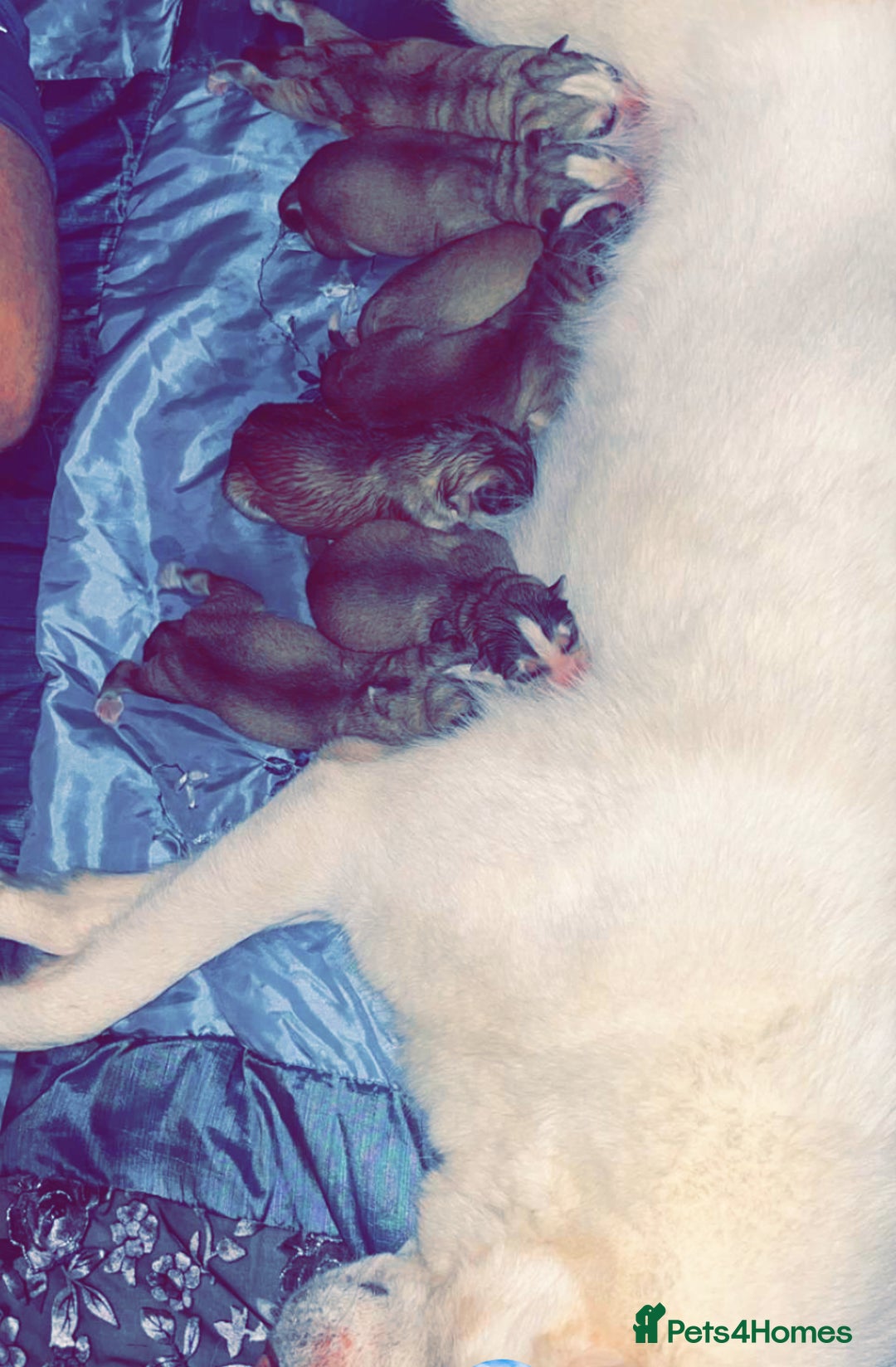 Siberian Husky dogs for sale: Beautiful puppy husky’s 😍 - Image 1