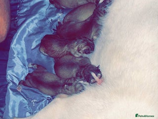 Siberian Husky dogs - Advert 9