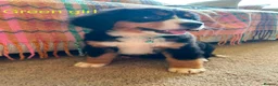 Bernese Mountain Dog dogs for sale: Beautiful Bernese Mountain pups available  in Carmarthen - Advert 3