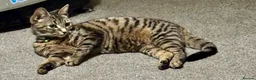 Mixed Breed cats for sale: 🐾💕Beautiful Tabby Kitten💕🐾 - Advert 4