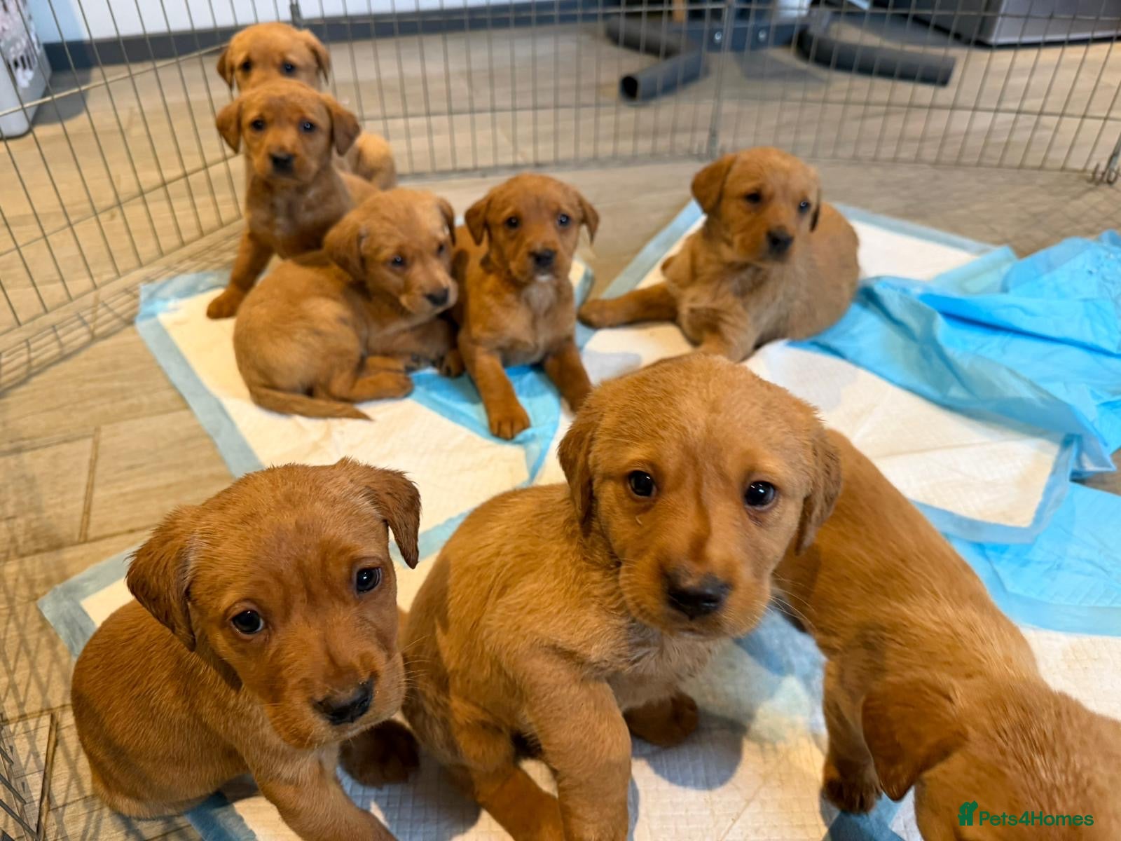 Labrador Retriever dogs 8 beautiful Labrador puppies for sale  - Advert 7