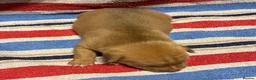 Jack Russell dogs for sale: 2 beautiful female Jack Russell puppies - Advert 6