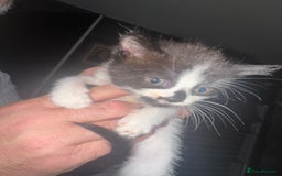 British Shorthair cats for sale: 5 black and white kittens - Image 5